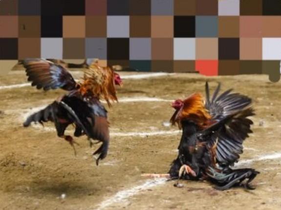 Di Duga Polres Sampang Madura Tutup Mata, Desa Sokobanah Daya Jadi Markas Judi Sabung Ayam