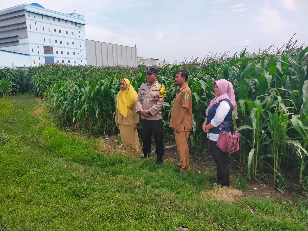 *Kolaborasi Polres Pasuruan Kota dan Gapoktan Ubah Lahan Kering 9,7 Hektare Jadi Ladang Jagung yang Subur*