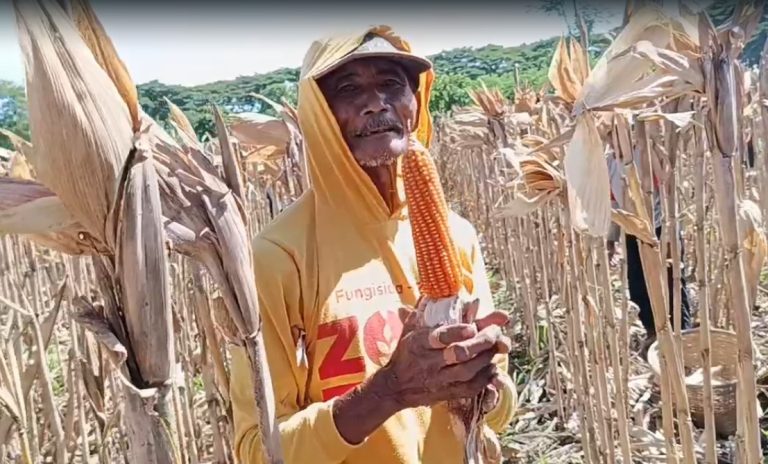 Petani di Ponorogo Puas dengan Jagung Hibrida Bhayangkara, Panen Melimpah dan Tahan Penyakit*