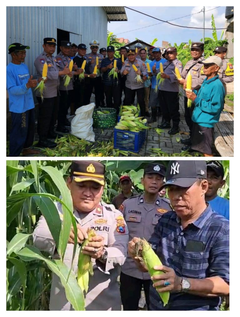Tomas RH RODIAN MS Apresiasi Kapolsek Kenjeran yang mengadakan Panen Jagung dalam rangka mensukseskan Ketahanan Pangan program ASTA CITA Presiden RI.