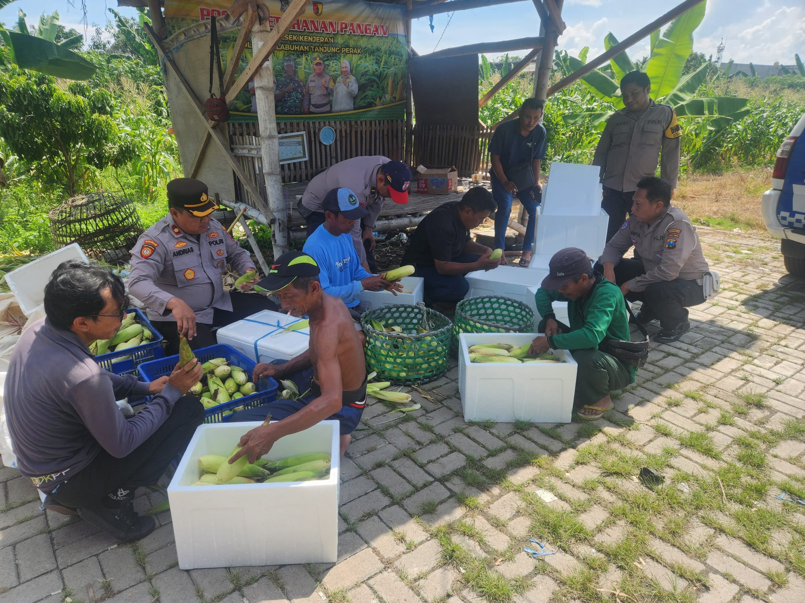 Dukung Ketahanan Pangan Nasional Polres Pelabuhan Tanjung Perak Gelar Panen Raya Jagung Manis ke-8, 