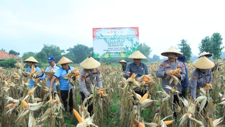 Dukung Ketahanan Pangan, Polres Bangkalan Bersama 3 Pilar Panen Jagung Tahap Kedua