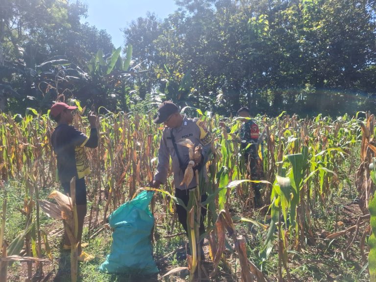 Dukung Ketahanan Pangan, Polsek Kadur Polres Pamekasan Dampingi Petani Panen Jagung dan Awasi Distribusi hingga ke Pasar