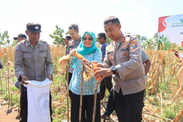 Dukung Swasembada Pangan, Kapolres Kediri Kota Bersama Forkopimda Panen Raya Jagung Kuartal II di Desa Cerme