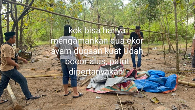 Diduga Bocor, Polsek Ketapang Grebek Arena Perjudian Alhasil Amankan Ayam Saja