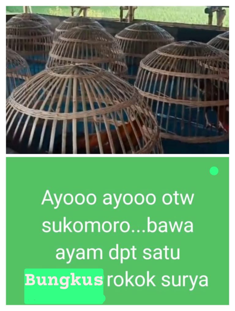 Polsek Sukomoro di Buat Tak Berkutik, Sarang Judi Sabung Ayam di Sukomoro yang Pernah di Grebek Kini Beraktifitas Kembali