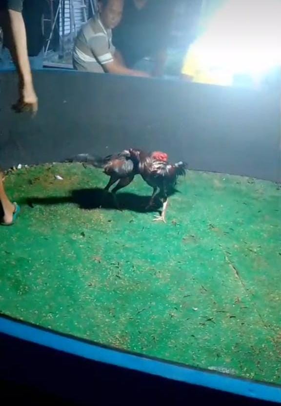 Hingga Blokir Nomor Wartawan, Pemilik Judi Sabung Ayam di Lamongan Meradang 