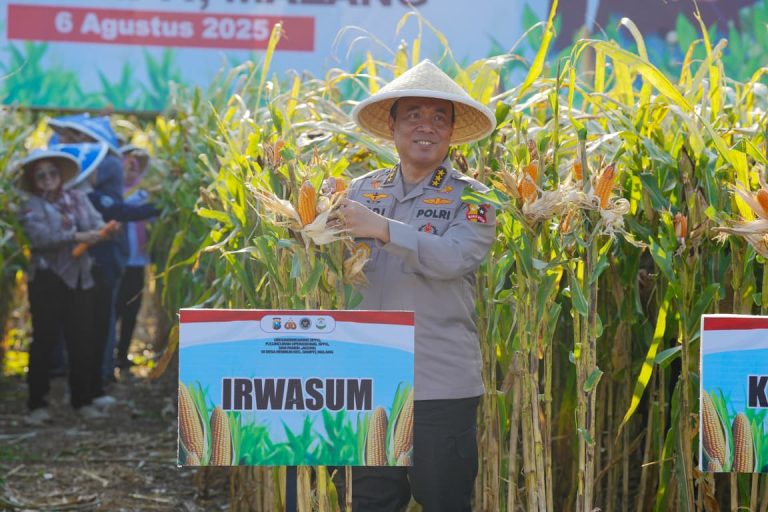 Panen Raya Jagung di Malang, Wujud Nyata Komitmen Polri dalam Ketahanan Pangan Nasional 