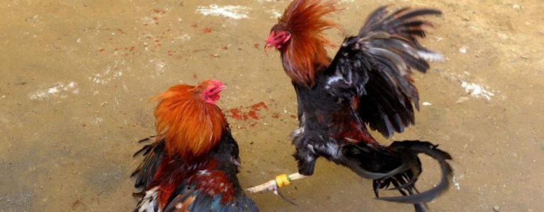 Sabung Ayam Di Dusun Tawangsari Semakin Marak Tanpa Tersentuh Penegak Hukum