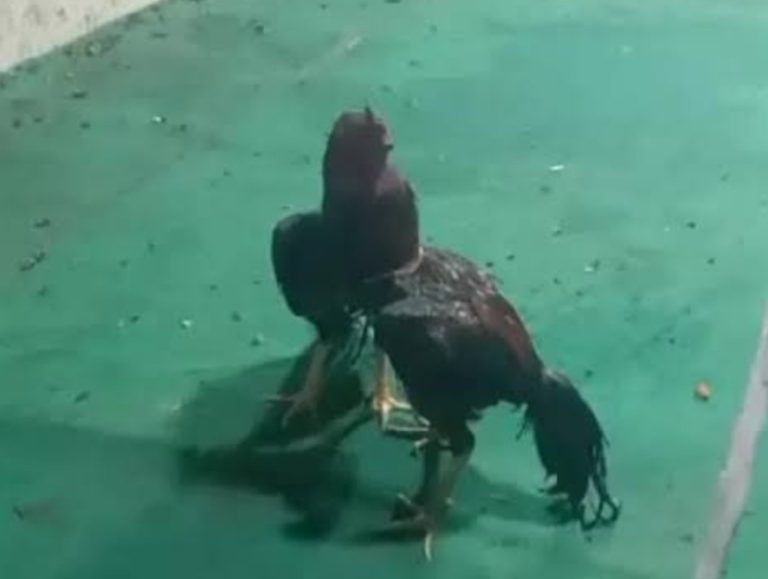 Sabung Ayam dan Dadu di Dukuh Sedati Agung, Diduga Polsek Setempat Tutup Mata