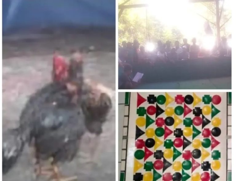 Kalangan Judi Sabung Ayam di Pasuruan Kembali Marak, Warga Minta Polisi Bertindak Tegas