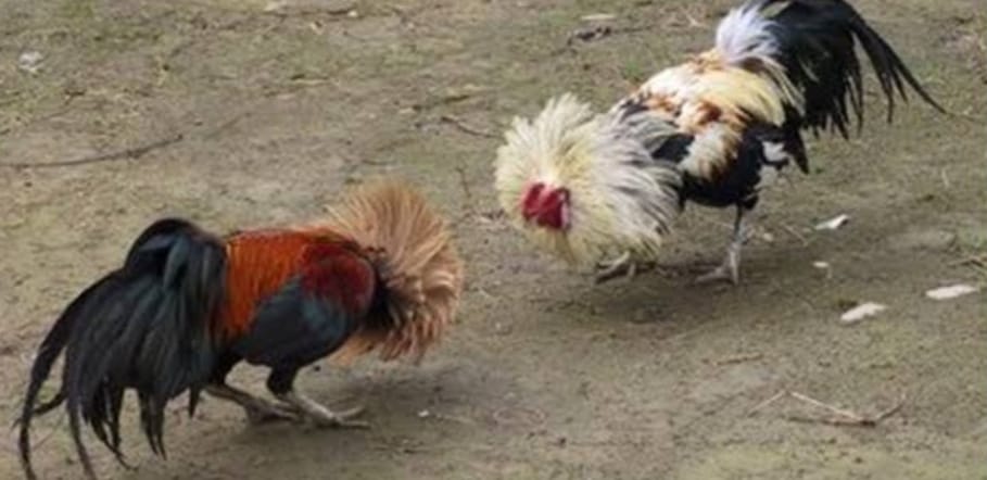 Maraknya Sabung Ayam di Wilayah Hukum Polres Kediri Kabupaten