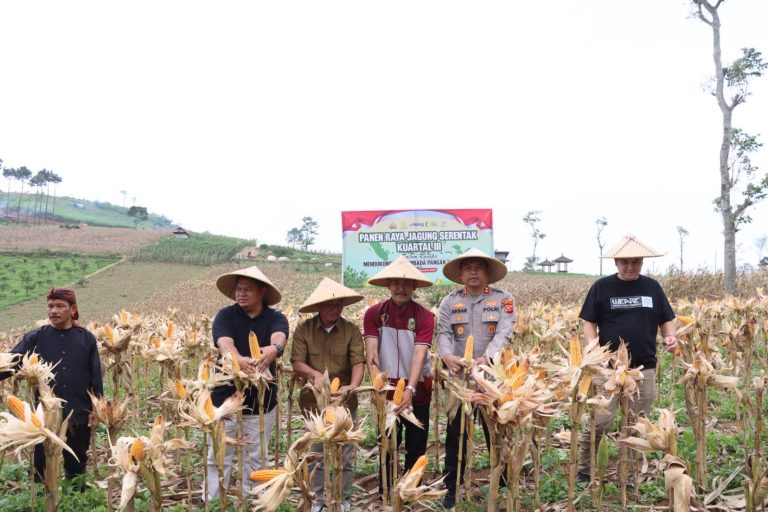 Panen Raya Jagung Kuartal III di Kuningan, Wujud Dukungan Polres Kuningan terhadap Swasembada Pangan 2025