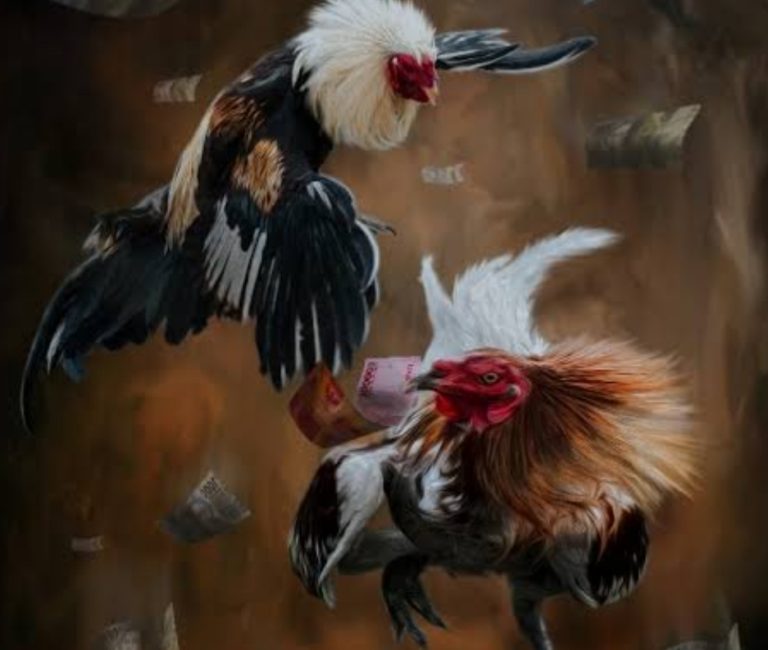Sabung Ayam Menjamur di Wilayah Hukum Polsek Lakarsantri, Kapolsek Janji Tindak Tegas