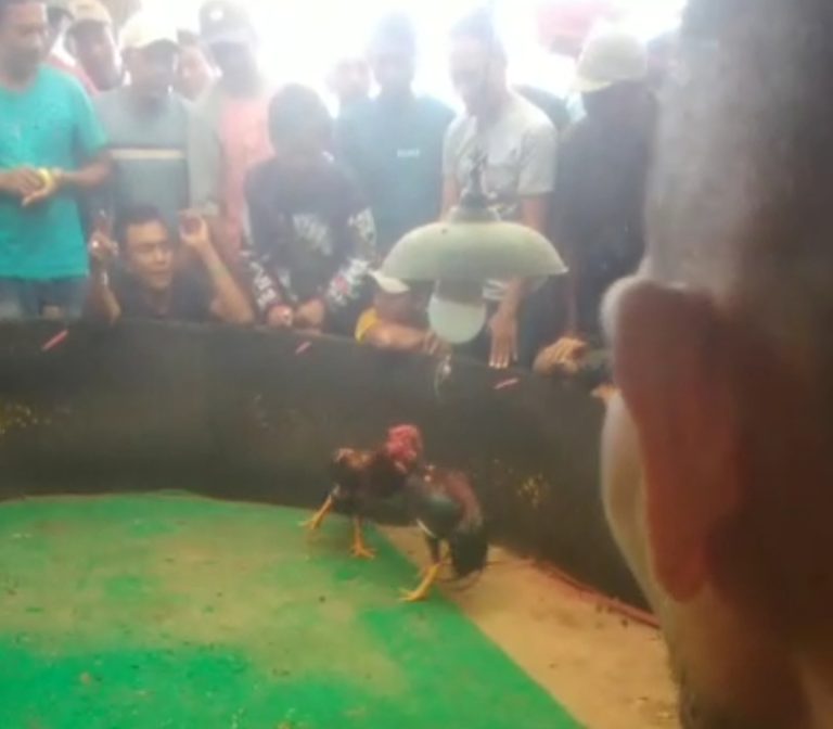 Maraknya Sabung Ayam di Dusun Gempal Desa Wunut, Mojoanyar, Diduga Kebal Hukum