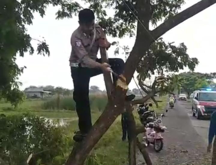 Polsek Kandanghaur Bantu Warga Evakuasi Pohon Tumbang