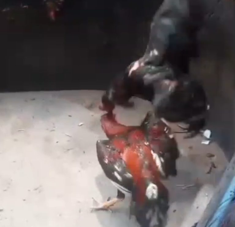 Sabung Ayam di Kutorejo Semakin Marak, Kanit Reskrim: “Laporan Masyarakat Akan Kami Tindaklanjuti”