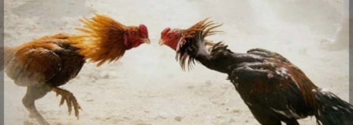 Sabung Ayam di Wilayah Hukum Polsek Ambulu Tak Tersentuh APH