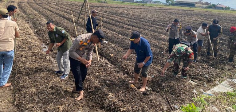 Polsek Kronjo Tanam Jagung Dukung Ketahanan Pangan