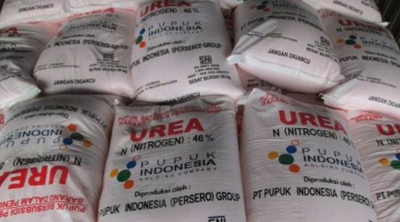 Menjelang Musim Tanam, Pupuk Langka di Camplong: Petani Terancam Gagal Olah Lahan