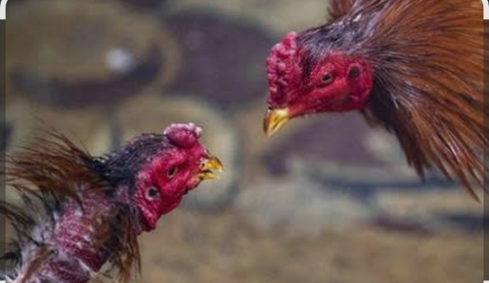 Sabung Ayam di Kutorejo Kian Terang-Terangan, Publik Sorot Lemahnya Penindakan