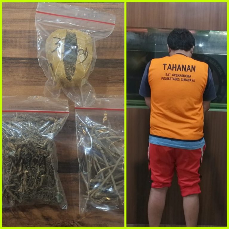 Pengedar Ganja Surabaya Diamankan, Satresnarkoba Polrestabes Surabaya Temukan Paket Siap Edar di Dua Lokasi