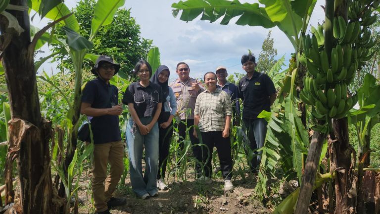 Wujudkan Swasembada Pangan, Polsek Kenjeran Gandeng Mahasiswa Riset Kualitas Jagung di Tambak Wedi