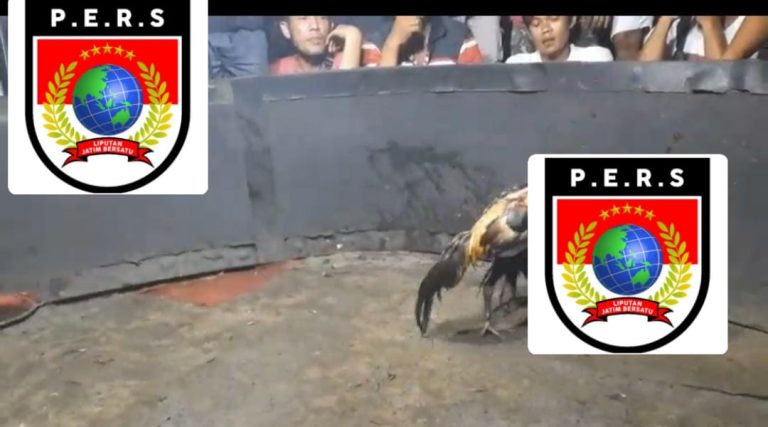 Maraknya Sabung Ayam di Wilayah Hukum Polres Pasuruan, Kapolres Dinilai Bungkam