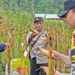 Polres Ponorogo Sahabat Petani, Dampingi Warga Wujudkan Swasembada Pangan