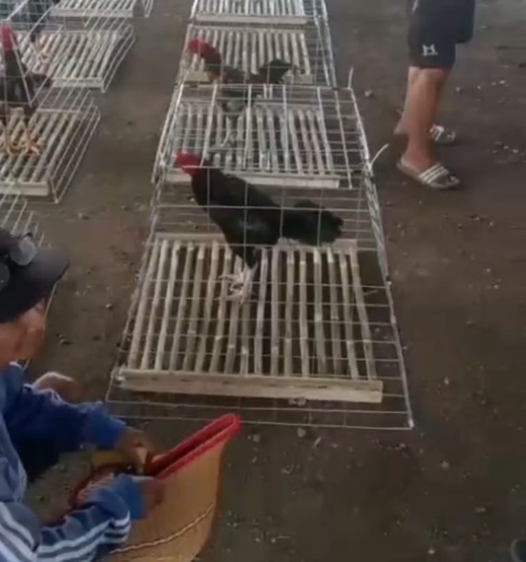 Sabung Ayam di Kalipecabean Candi Diduga Masih Beroperasi, Warga Soroti Kinerja Aparat