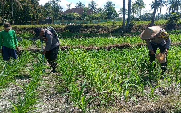 Polres Lumajang Terjunkan Personel Penggerak Ketahanan Pangan Dampingi Warga Tani