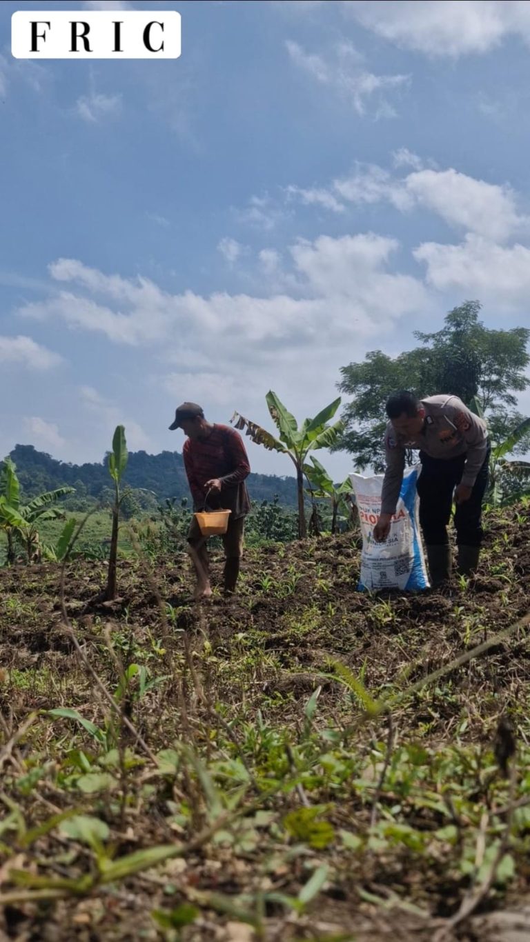 Dukung Ketahanan Pangan, Satlantas Polres Kuningan Dampingi Petani Desa Cibulan Rawat Tanaman Jagung