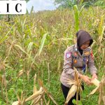 Satlantas Polres Kuningan Cek Kesiapan Panen Jagung di Desa Cibulan
