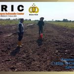 Kapolsek Rantau Rasau Tinjau Kesiapan Penanaman Jagung, Dukung Program Swasembada Pangan