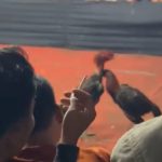 Dugaan Arena Sabung Ayam dan Judi Dadu di Desa Wates, Kecamatan Magersari, Kota Mojokerto Jadi Sorotan