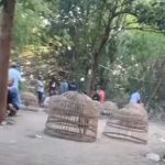 Sempat Dibubarkan, Dugaan Sabung Ayam di Karang Wungu, Mojokerto Kembali Disorot, Humas Polres Belum Beri Keterangan