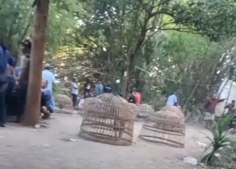 Sempat Dibubarkan, Dugaan Sabung Ayam di Karang Wungu, Mojokerto Kembali Disorot, Humas Polres Belum Beri Keterangan