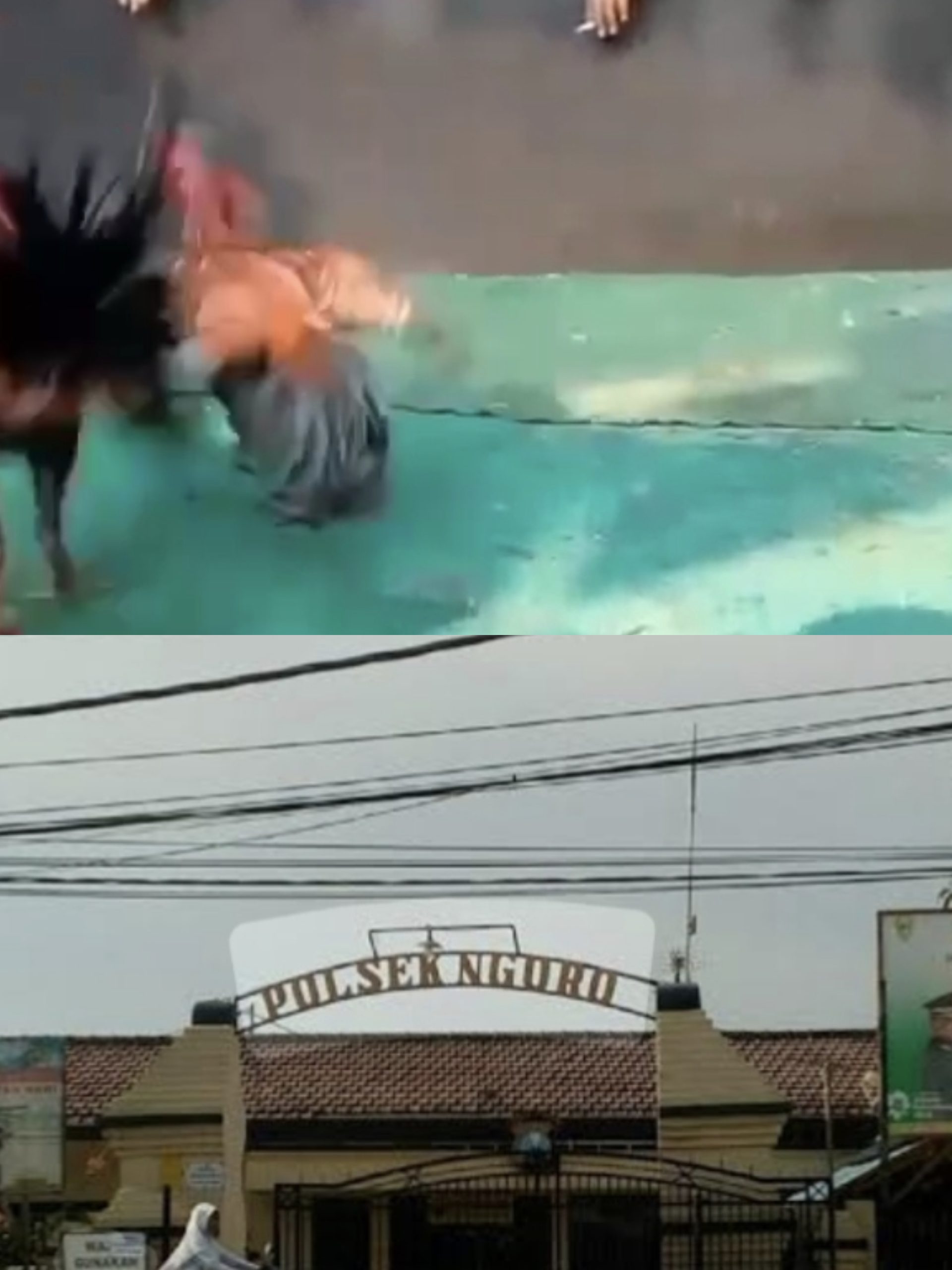 Dugaan Sabung Ayam di Ngoro Kembali Beroperasi, Sabtu Terpantau Buka dan Ramai Pengunjung