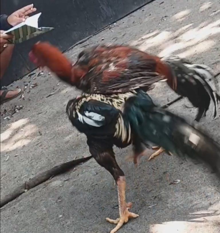 Sabung Ayam Diduga Berlangsung Lama di Tambakagung, Publik Pertanyakan Ketegasan APH