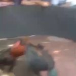 Dugaan Praktik Sabung Ayam Kembali Beroperasi di Pungging Mojokerto, Warga Pertanyakan Pengawasan Aparat