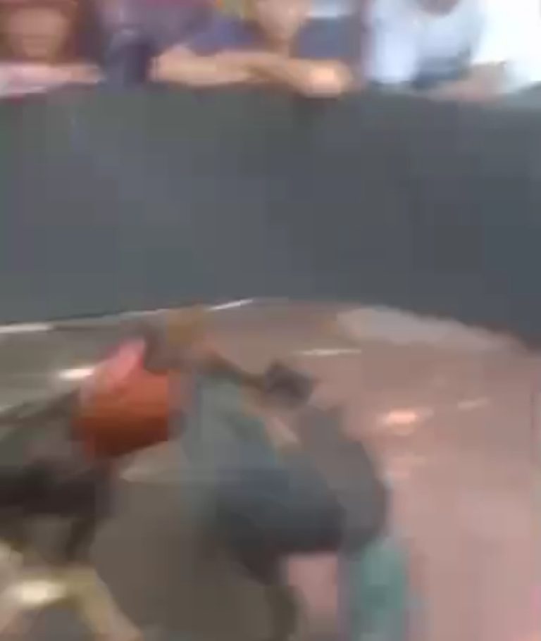 Dugaan Praktik Sabung Ayam Kembali Beroperasi di Pungging Mojokerto, Warga Pertanyakan Pengawasan Aparat