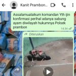 Sabung Ayam Diduga Ramai Tiap Akhir Pekan di Prambon, Warga Resah, Respons Kanit Reskrim Dipertanyakan