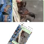Gandeng Enam Ayam Aduan Diduga Warnai Judi Sabung Ayam di Ngoro Mojokerto, Kapolsek dan Kanit Reskrim Bungkam