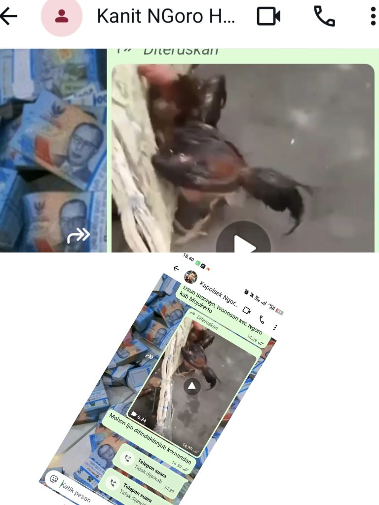 Gandeng Enam Ayam Aduan Diduga Warnai Judi Sabung Ayam di Ngoro Mojokerto, Kapolsek dan Kanit Reskrim Bungkam